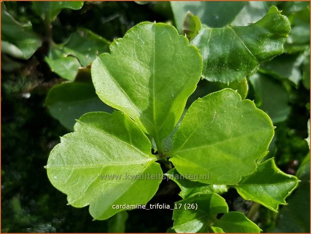 Cardamine trifolia | Veldkers | Kleeblättriges Schaumkraut