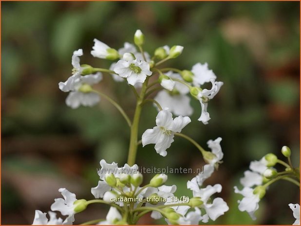 Cardamine trifolia | Veldkers | Kleeblättriges Schaumkraut