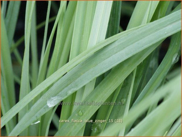 Carex flacca 'Blue Zinger' | Zeegroene zegge, Zegge | Blaugrüne Segge