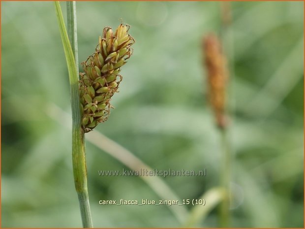 Carex flacca 'Blue Zinger' | Zeegroene zegge, Zegge | Blaugrüne Segge