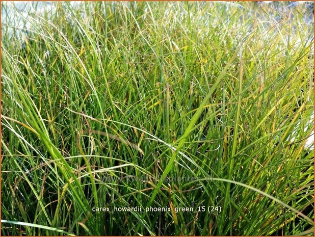 Carex howardii 'Phoenix Green' | Zegge | Segge