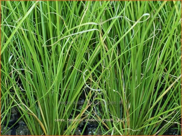 Carex howardii 'Phoenix Green' | Zegge | Segge