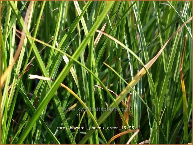 Carex howardii 'Phoenix Green' | Zegge | Segge