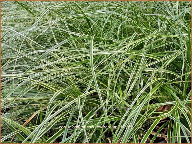 Carex oshimensis 'Evercream' | Zegge | Buntlaubige Segge