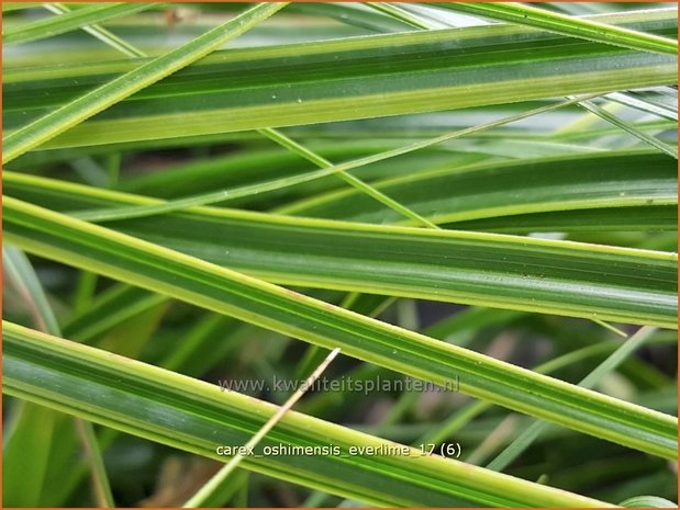 Carex oshimensis 'Everlime' | Zegge | Buntlaubige Segge