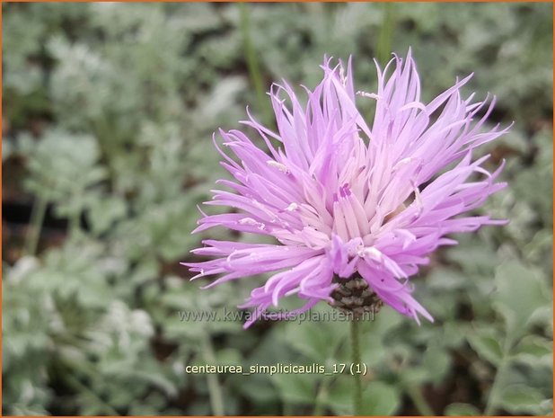 Centaurea simplicicaulis | Korenbloem, Centaurie | Einfache Kissen-Flockenblume | Dwarf Evergreen Bachelor's Button