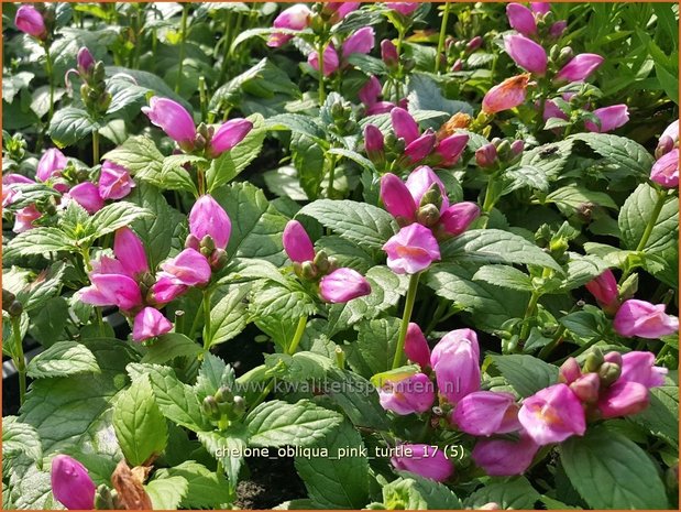 Chelone obliqua 'Pink Turtle' | Schildpadbloem, Slangenkop | Schiefer Schlangenkopf