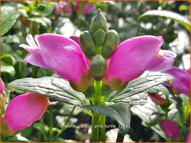 Chelone obliqua 'Pink Turtle' | Schildpadbloem, Slangenkop | Schiefer Schlangenkopf