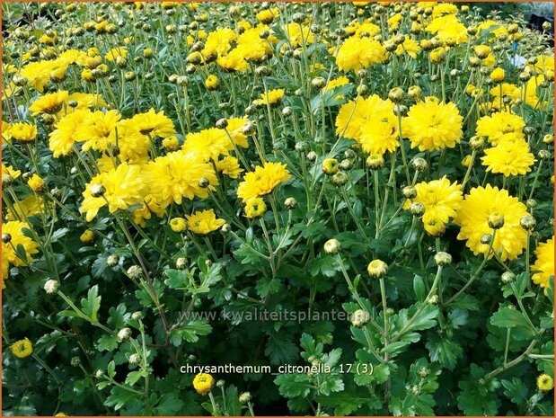 Chrysanthemum 'Citronella' | Tuinchrysant, Chrysant | Chrysantheme