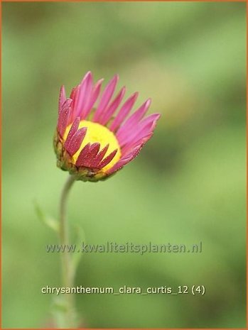 Chrysanthemum 'Clara Curtis' | Tuinchrysant, Chrysant | Chrysantheme