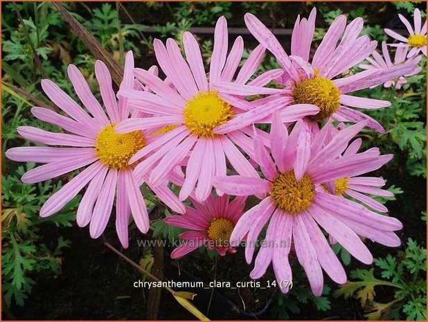 Chrysanthemum 'Clara Curtis' | Tuinchrysant, Chrysant | Chrysantheme