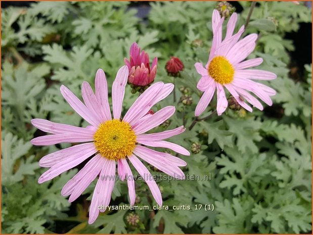 Chrysanthemum 'Clara Curtis' | Tuinchrysant, Chrysant | Chrysantheme