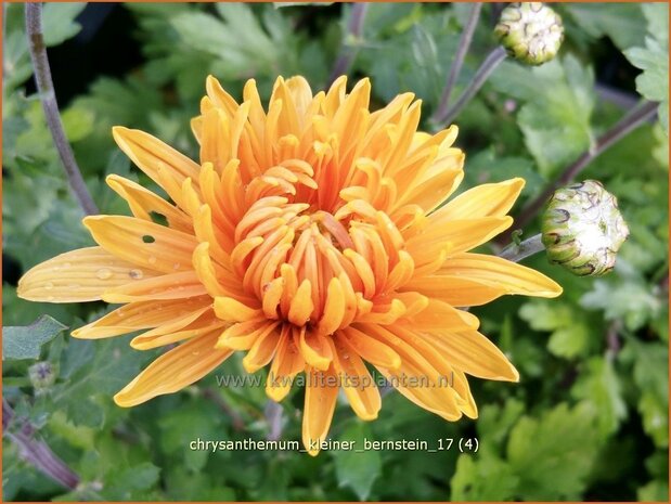 Chrysanthemum 'Kleiner Bernstein' | Tuinchrysant, Chrysant | Chrysantheme