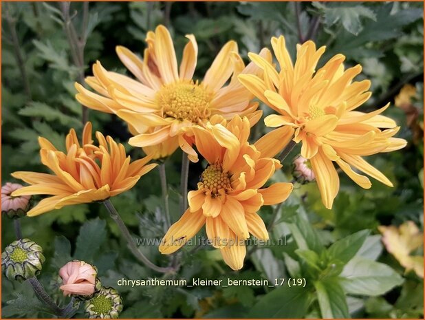 Chrysanthemum 'Kleiner Bernstein' | Tuinchrysant, Chrysant | Chrysantheme
