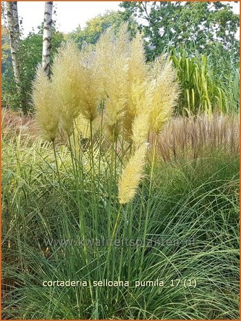 Cortaderia selloana 'Pumila' | Pampasgras | Pampasgras