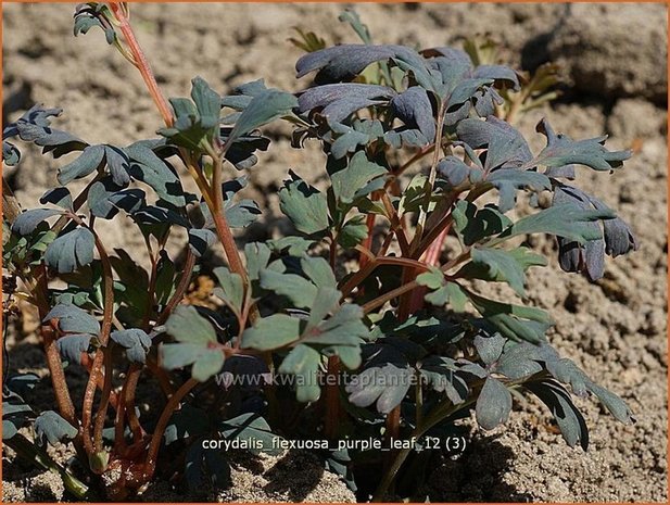 Corydalis flexuosa 'Purple Leaf' | Helmbloem | Gebogener Lerchensporn
