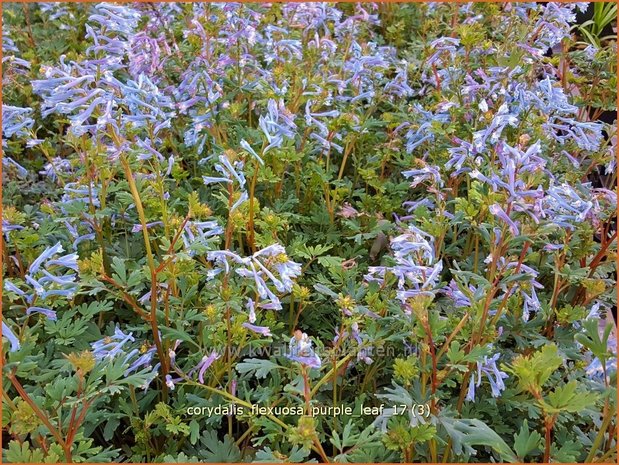 Corydalis flexuosa 'Purple Leaf' | Helmbloem | Gebogener Lerchensporn