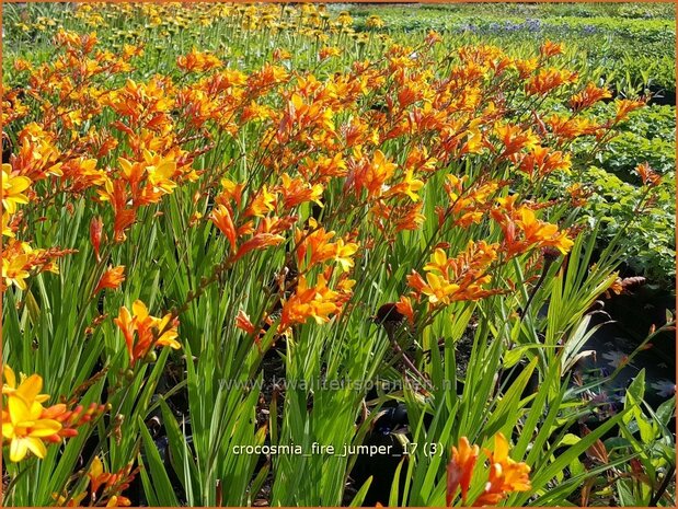 Crocosmia 'Fire Jumper' | Montbretia | Montbretie