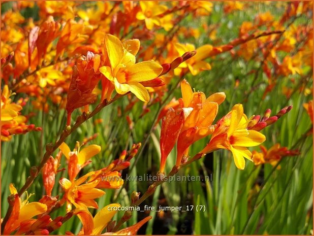 Crocosmia 'Fire Jumper' | Montbretia | Montbretie