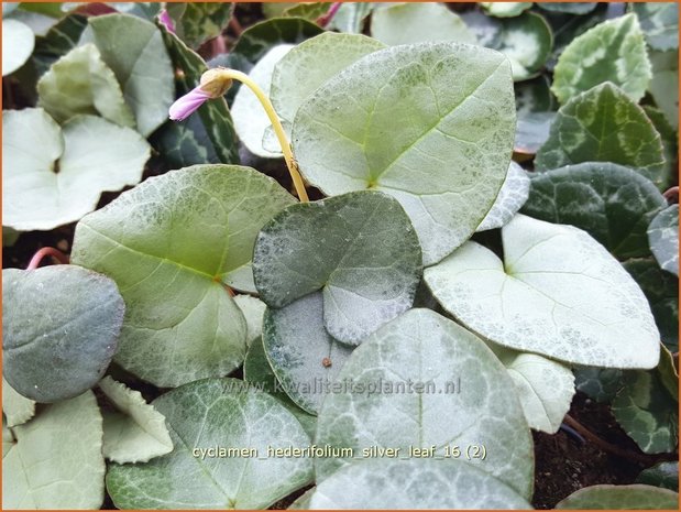 Cyclamen hederifolium 'Silver Leaf' | Napolitaanse cyclaam, Cyclaam, Alpenviooltje, Tuincyclaam | Herbst-Alpenvei