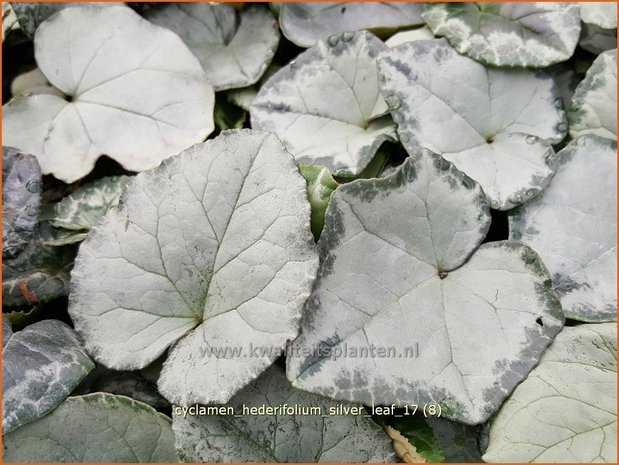 Cyclamen hederifolium 'Silver Leaf' | Napolitaanse cyclaam, Cyclaam, Alpenviooltje, Tuincyclaam | Herbst-Alpenvei