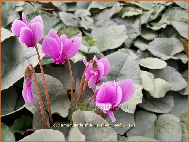 Cyclamen hederifolium 'Silver Leaf' | Napolitaanse cyclaam, Cyclaam, Alpenviooltje, Tuincyclaam | Herbst-Alpenvei
