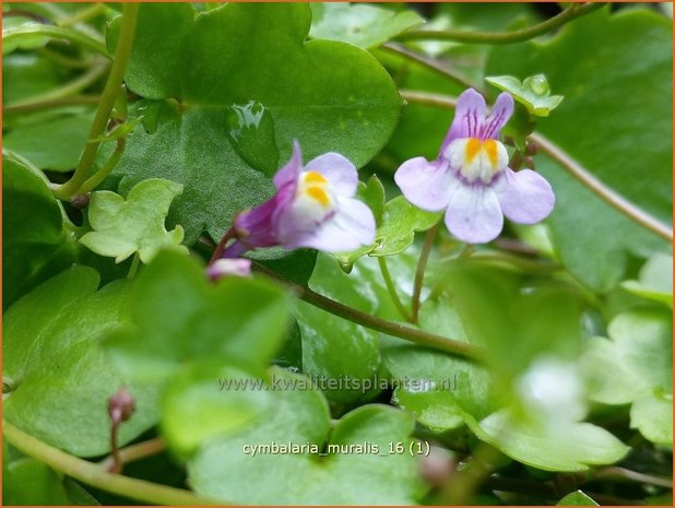 Cymbalaria muralis | Muurleeuwenbek | Mauer-Zimbelkraut | Ivy-Leaf Toadflax