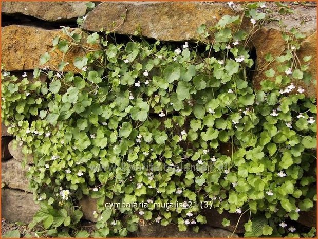 Cymbalaria muralis | Muurleeuwenbek | Mauer-Zimbelkraut | Ivy-Leaf Toadflax