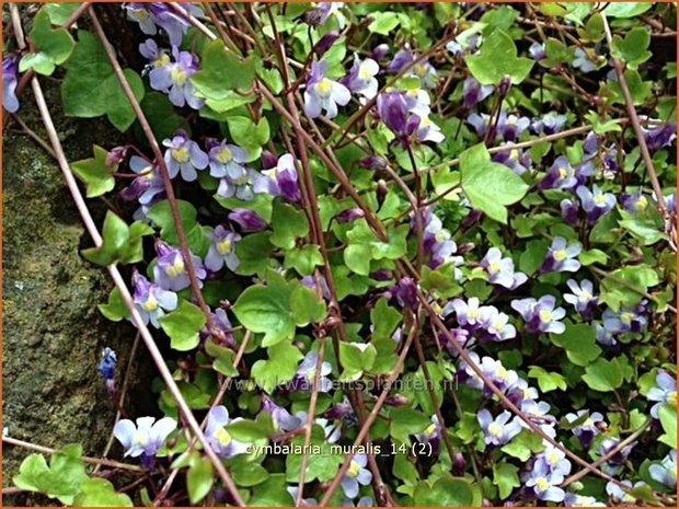Cymbalaria muralis | Muurleeuwenbek | Mauer-Zimbelkraut | Ivy-Leaf Toadflax
