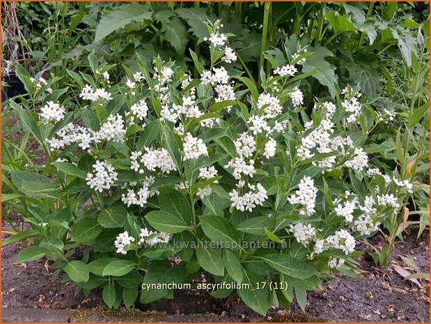 Cynanchum ascyrifolium | Schwalbenwurz