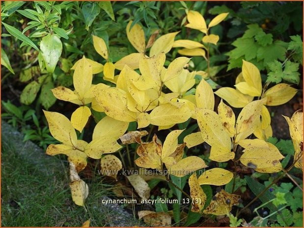 Cynanchum ascyrifolium | Schwalbenwurz