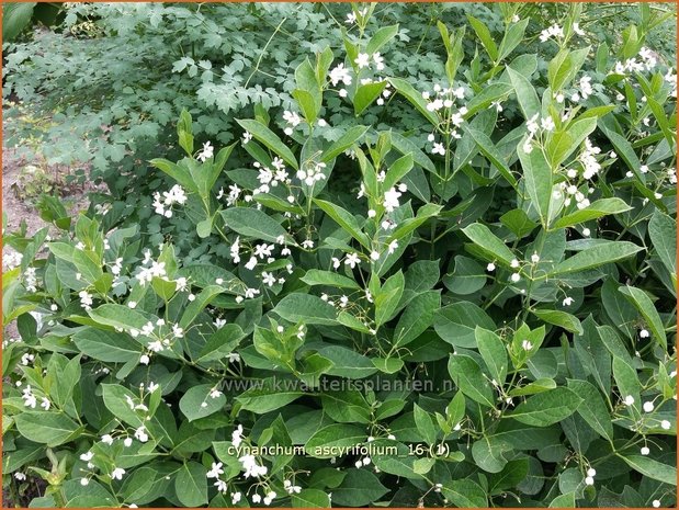 Cynanchum ascyrifolium | Schwalbenwurz