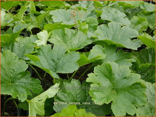 Darmera peltata 'Nana' | Schildblad, Voetblad | Schildblatt