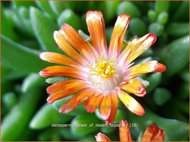 Delosperma 'Jewel of Desert Topaz' | IJsbloempje, IJsplant | Mittagsblume