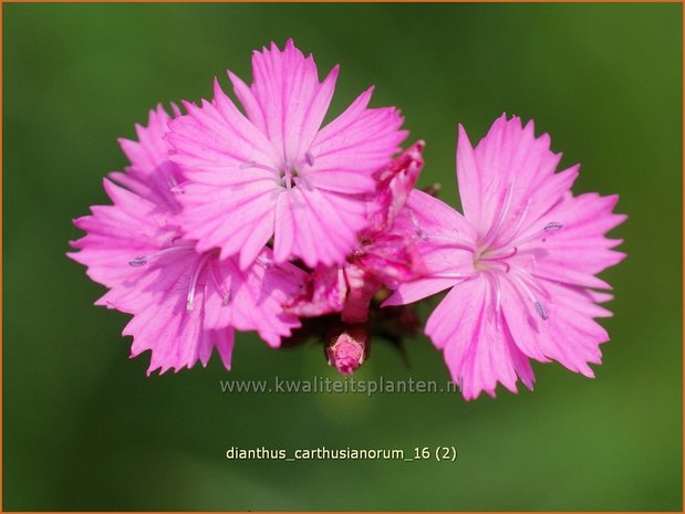 Dianthus carthusianorum | Karthuizer anjer, Anjer | Karthäusernelke
