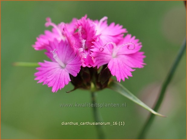 Dianthus carthusianorum | Karthuizer anjer, Anjer | Karthäusernelke