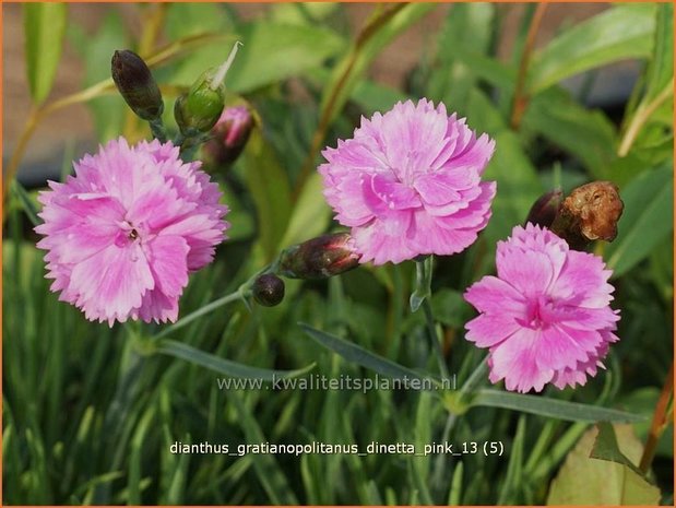 Dianthus gratianopolitanus 'Dinetta Pink' | Rotsanjer, Anjer | Pfingstnelke