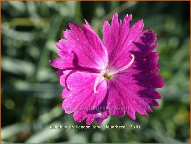 Dianthus gratianopolitanus 'Feuerhexe' | Rotsanjer, Anjer | Pfingstnelke
