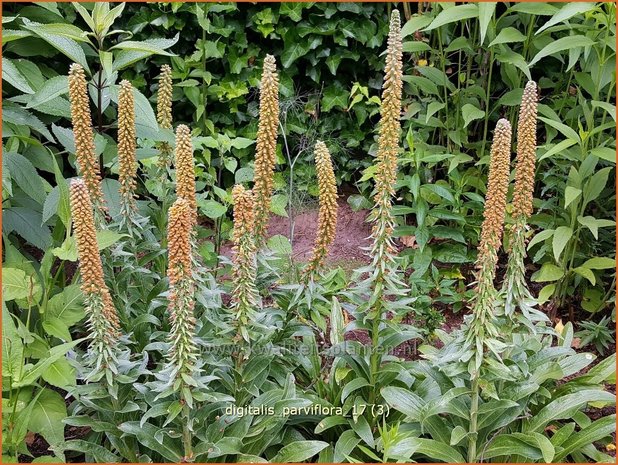 Digitalis parviflora | Vingerhoedskruid | Kleinblütiger Fingerhut