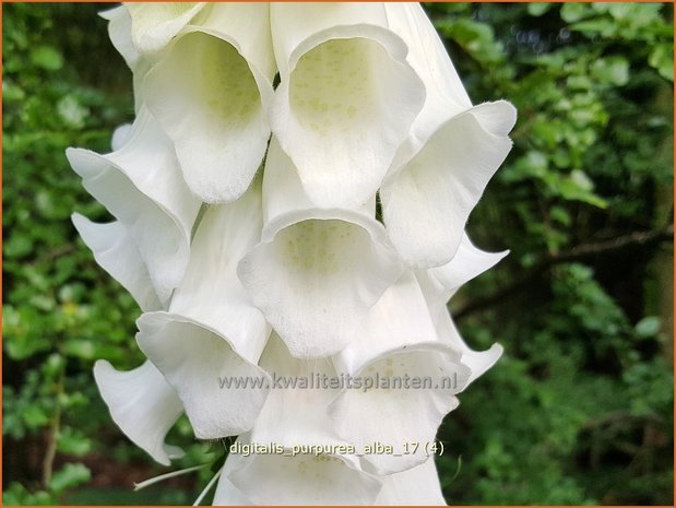 Digitalis purpurea 'Alba' | Vingerhoedskruid | Roter Fingerhut