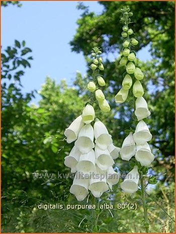 Digitalis purpurea 'Alba' | Vingerhoedskruid | Roter Fingerhut