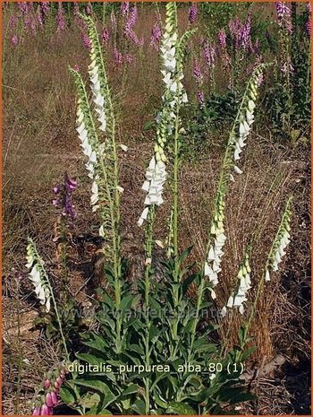 Digitalis purpurea 'Alba' | Vingerhoedskruid | Roter Fingerhut