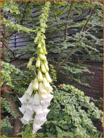 Digitalis purpurea 'Alba' | Vingerhoedskruid | Roter Fingerhut