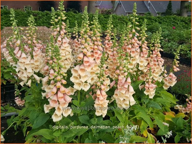 Digitalis purpurea 'Dalmatian Peach' | Vingerhoedskruid | Roter Fingerhut