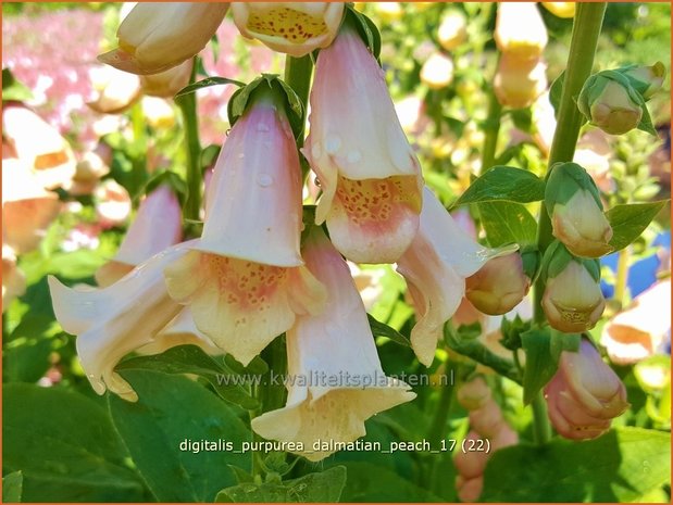 Digitalis purpurea 'Dalmatian Peach' | Vingerhoedskruid | Roter Fingerhut