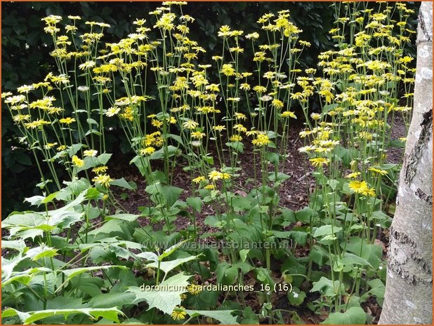 Doronicum pardalianches | Voorjaarszonnebloem, Hartbladzonnebloem | Kriechende Gämswurz