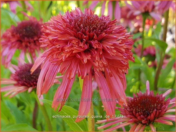 Echinacea purpurea 'Guava Ice' | Rode zonnehoed, Zonnehoed | Roter Sonnenhut | Purple Coneflower