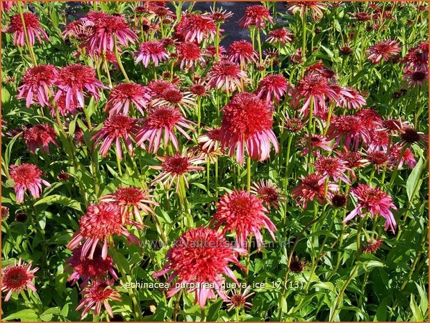 Echinacea purpurea 'Guava Ice' | Rode Zonnehoed, Zonnehoed | Roter Sonnenhut