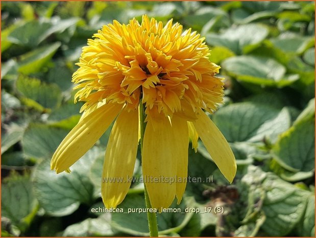 Echinacea purpurea 'Lemon Drop' | Rode Zonnehoed, Zonnehoed | Roter Sonnenhut