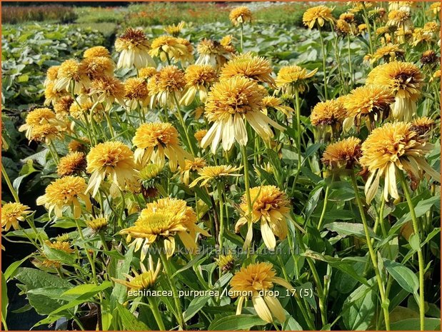 Echinacea purpurea 'Lemon Drop' | Rode Zonnehoed, Zonnehoed | Roter Sonnenhut